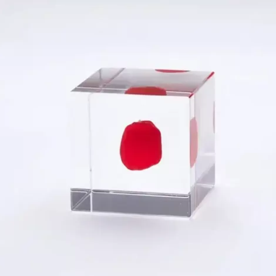 Desk Accessories^MIYA Company Sola Cube Huayruro Seed