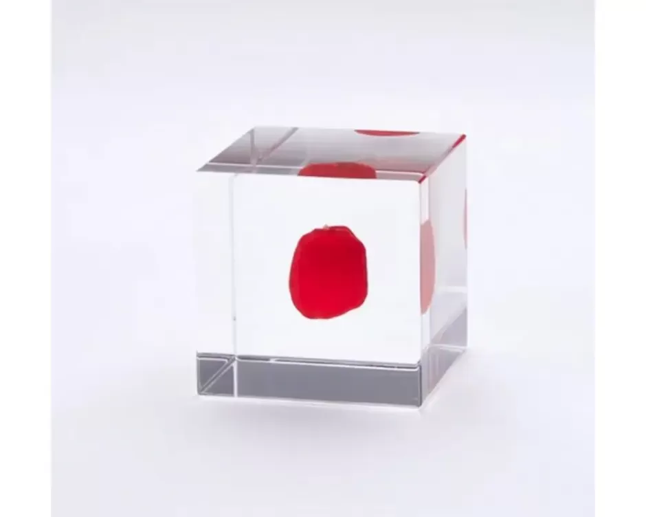 Desk Accessories^MIYA Company Sola Cube Huayruro Seed